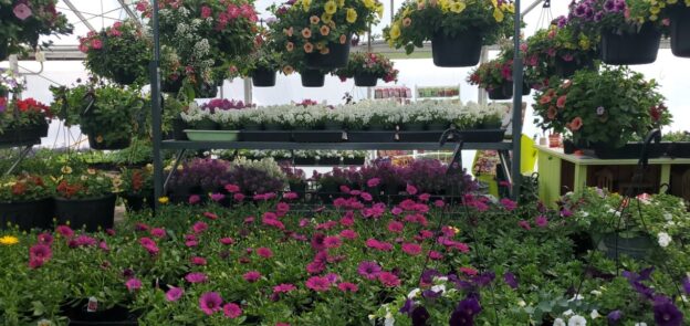 Gardening in North Idaho: The Panhandle’s Unique Growing Conditions